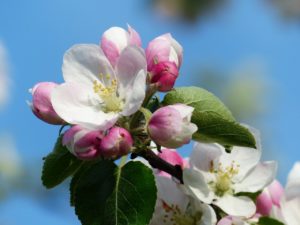 Shenandoah Apple Blossom Festival® Theme Announcement @ Shenandoah Valley Westminster-Canterbury