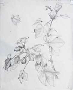 Botanical Drawing with Graphite Pencils @ Art in the Valley