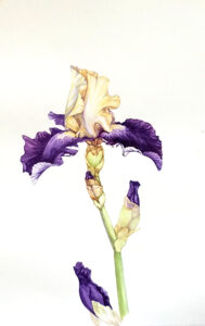 Botanicals in Watercolor @ Art in the Valley