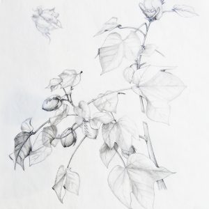 Botanical Drawing: October 2019 @ Art in the Valley