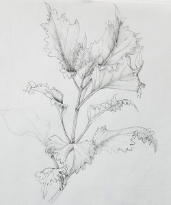 Botanical Drawing @ Art in the Valley