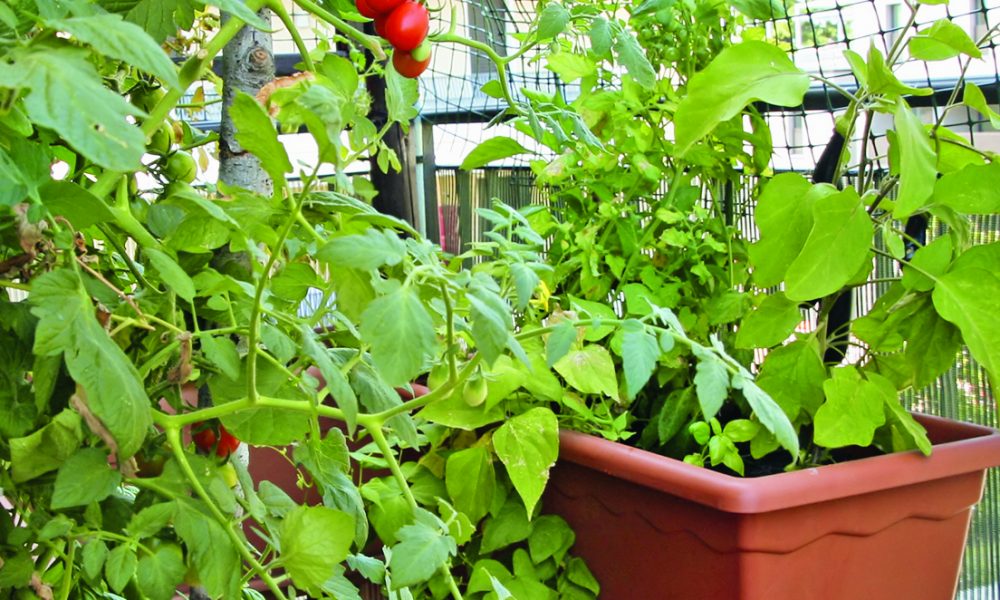 How to grow vegetables on your balcony or deck - Royal Examiner
