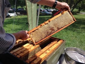 Meet the Beekeepers @ Sky Meadows State Park