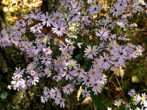 Summer Blooms Workshop: Botany and Bloom Series @ Sky Meadows State Park