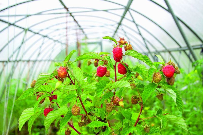 3 advantages of growing fruits and vegetables in greenhouses