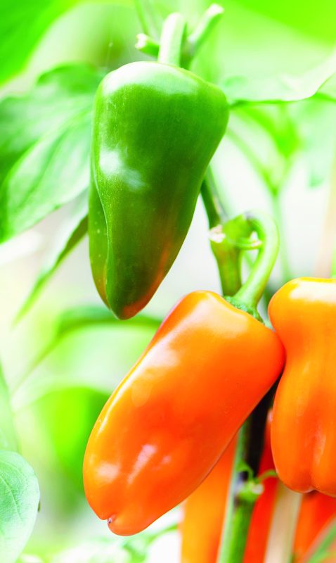 How to choose which peppers to grow in your garden