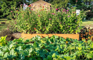 Get Healthy Fauquier @ Remington Community Garden