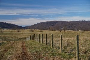 Free the Trees: Volunteer Opportunity @ Sky Meadows State Park