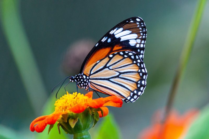 How to attract butterflies – Royal Examiner