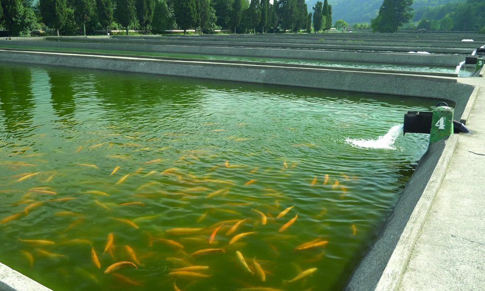 8 interesting facts about fish farming - Royal Examiner