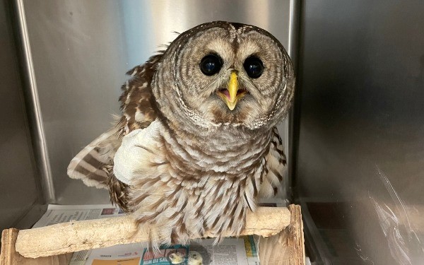 Blue Ridge Wildlife Center Patient of the Week: Barred Owl