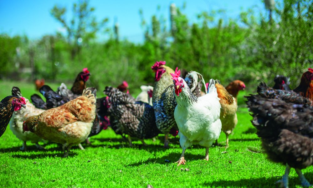Pros and cons of free-range farming - Royal Examiner