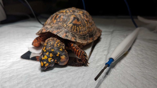 Blue Ridge Wildlife Center Patient of the Week: Woodland Box Turtle - Royal  Examiner