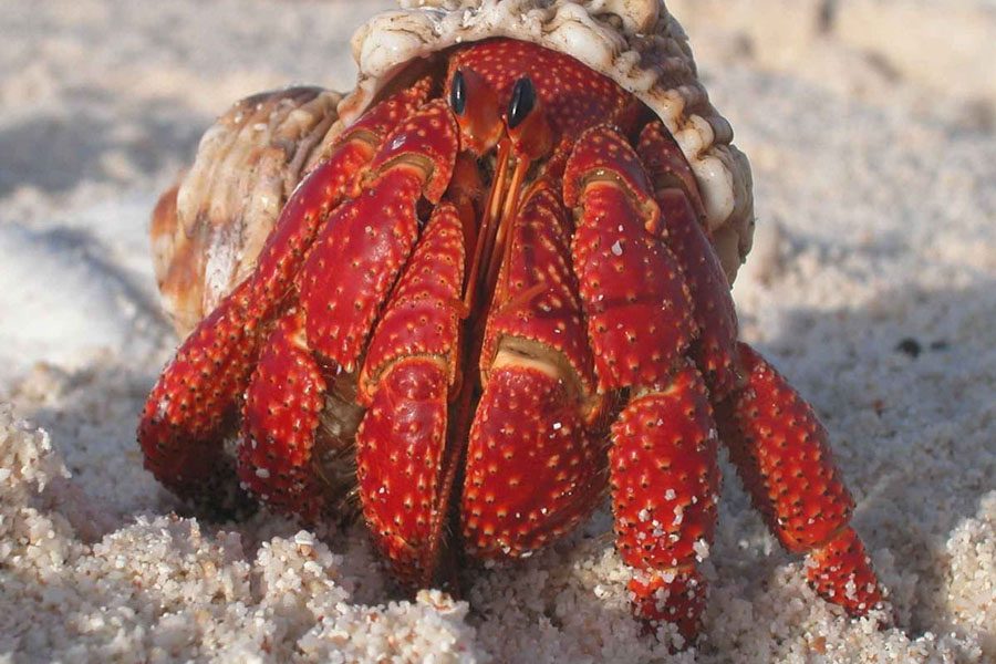 Hermit Crabs Turn to Plastic as Shell Shortage Hits An Environmental