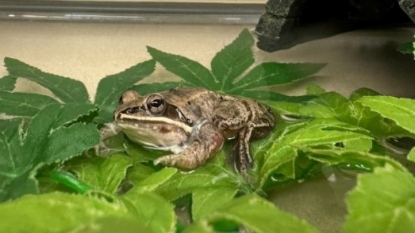 Blue Ridge Wildlife Center Patient of the Week: Wood Frog - Royal